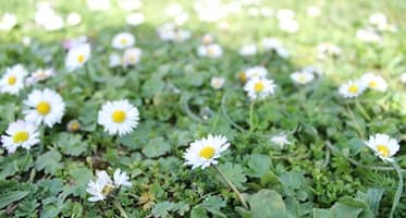 pâquerettes pour la nature et les différents moyens : magnétisme, reboutement